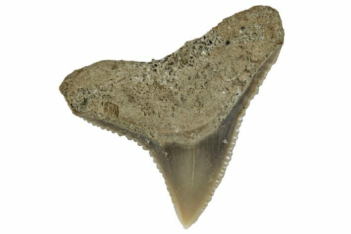 Fossil Shark (Carcharhinus) Tooth - Bone Valley, Florida #297239